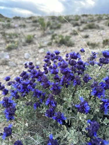 Photo: (c) Matt Berger, some rights reserved (CC BY) · cc-by · via iNaturalist Desert Sage (Salvia dorrii), photograph