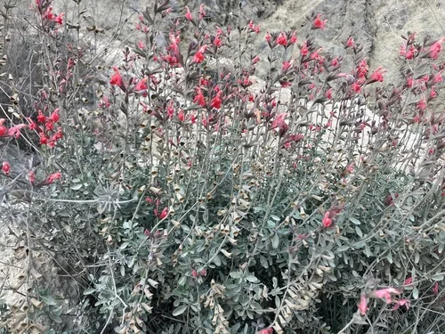 Photo: (c) Ricardo Jaimes-López, some rights reserved · CC BY · via iNaturalist autumn sage (Salvia greggii), photograph