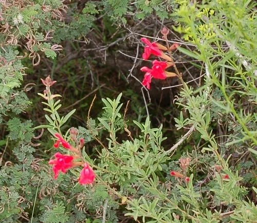 Autumn Sage (Salvia greggii), photograph