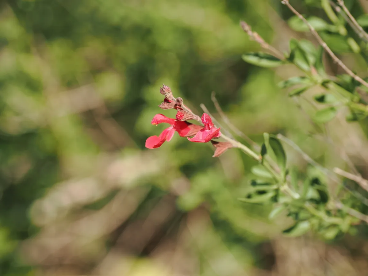 Photo: Joseph Aubert, via iNaturalist · CC BY · via GBIF Autumn Sage (Salvia greggii), photograph