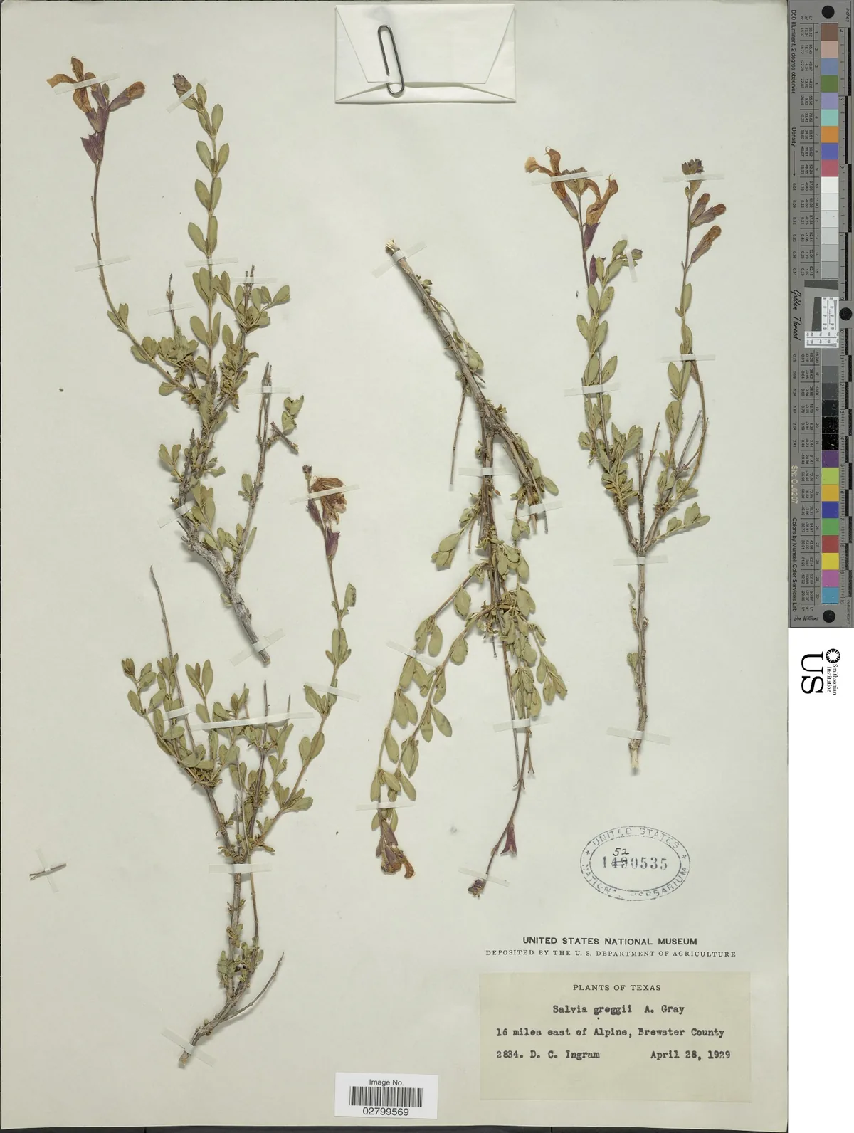 Autumn Sage (Salvia greggii), photograph