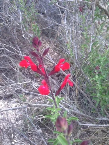 Autumn Sage (Salvia greggii), photograph