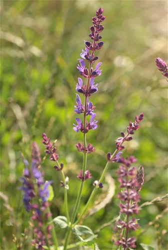 salvia (nemorosa) (Salvia nemorosa), photograph