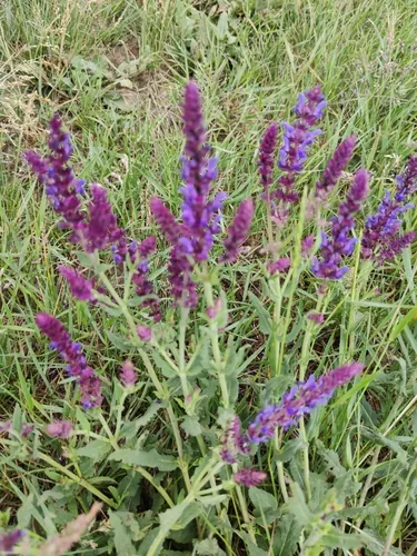 salvia (nemorosa) (Salvia nemorosa), photograph