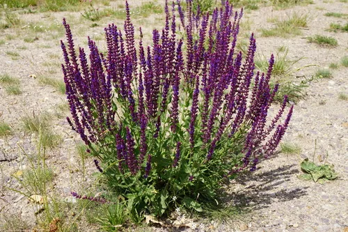 Photo: (c) Patrick Hacker, some rights reserved · CC BY · via iNaturalist salvia (nemorosa) (Salvia nemorosa), photograph