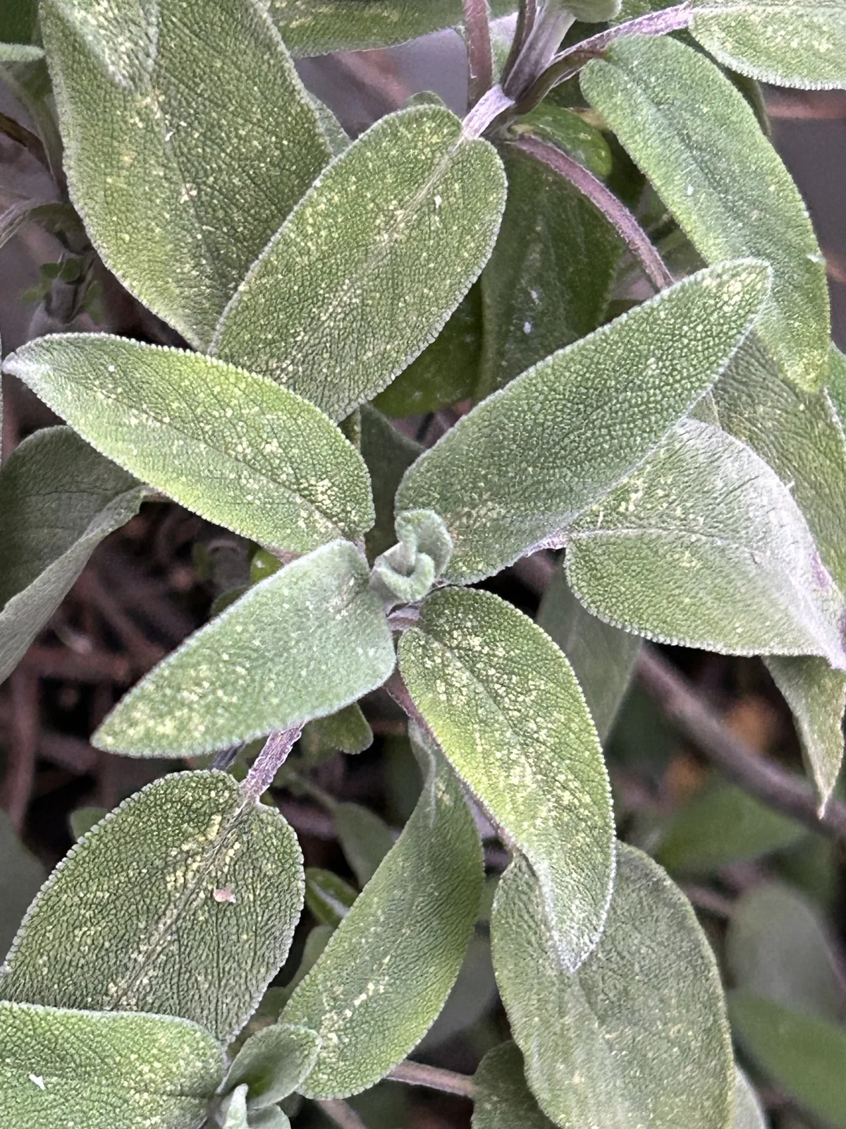 Photo: rolymoly, via iNaturalist · CC0 · via GBIF Sage (Salvia officinalis), photograph