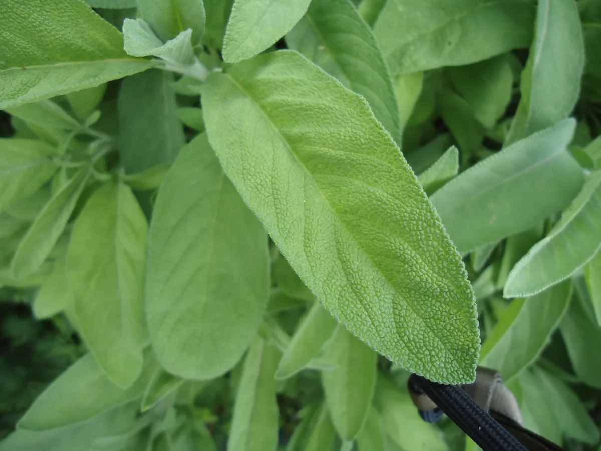 Sage (Salvia officinalis), photograph