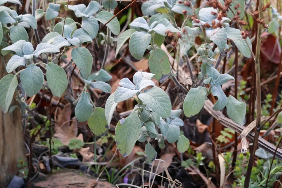 Sage (Salvia officinalis), photograph