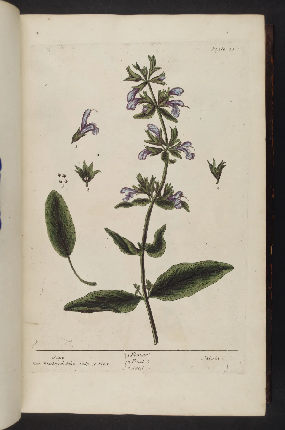 Sage (Salvia officinalis), botanical illustration