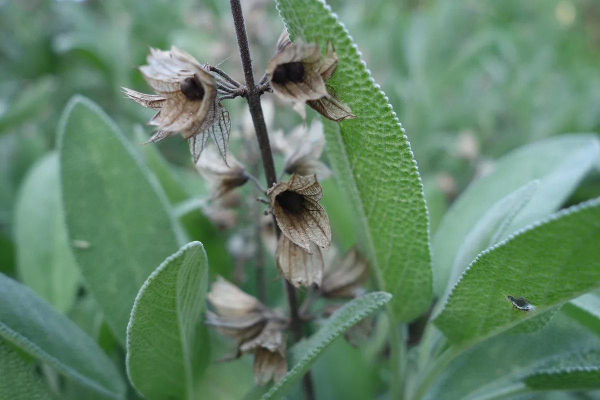 Sage (Salvia officinalis), photograph