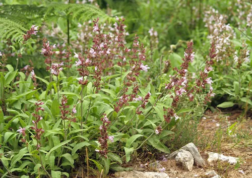 Photo: (c) Jörg Hempel, some rights reserved · CC BY-SA · via iNaturalist sage (Salvia officinalis), photograph