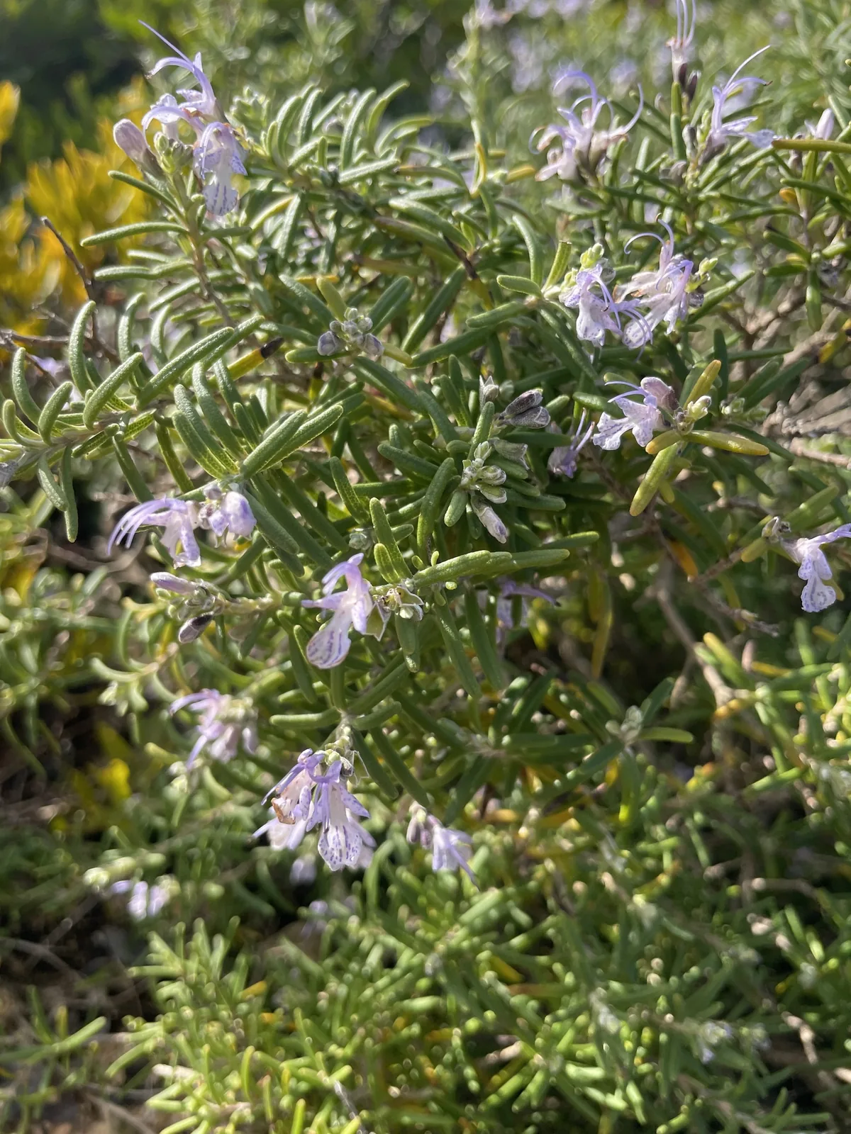 rosemary (Salvia rosmarinus), photograph