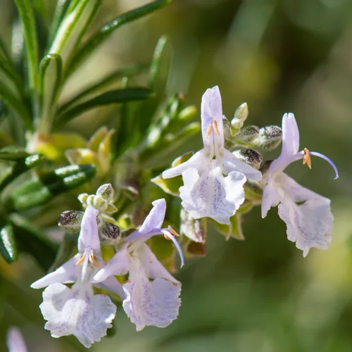 Photo: no rights reserved · cc0 · via iNaturalist rosemary (Salvia rosmarinus), photograph
