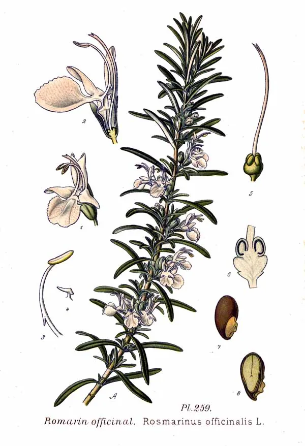 rosemary (Salvia rosmarinus), botanical illustration