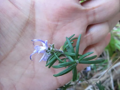 rosemary (Salvia rosmarinus), photograph