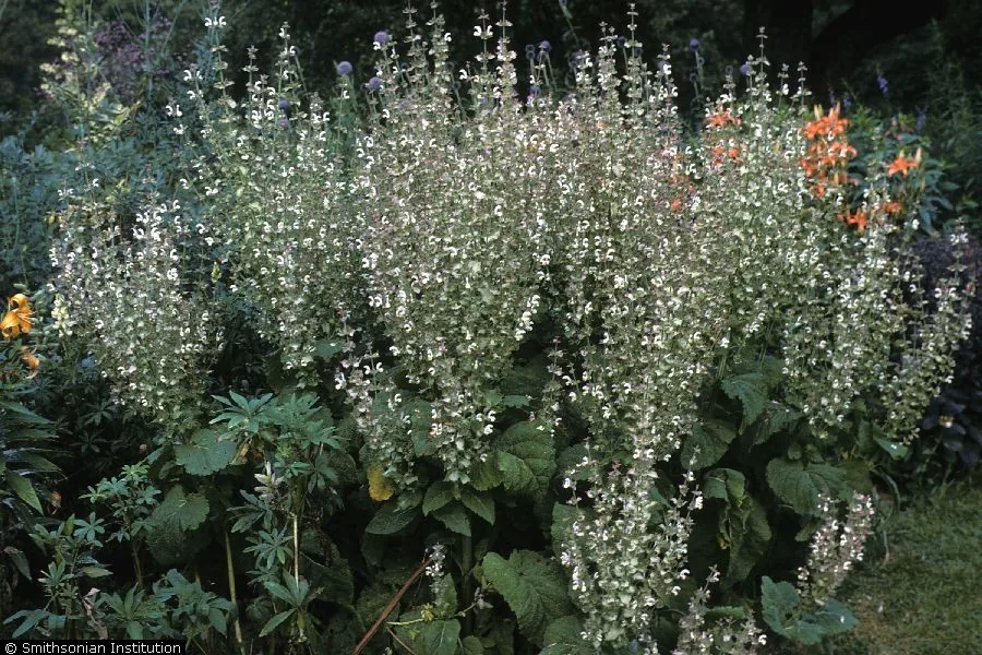 Salvia (Salvia splendens), photograph