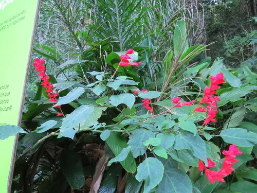 Salvia (Salvia splendens), photograph