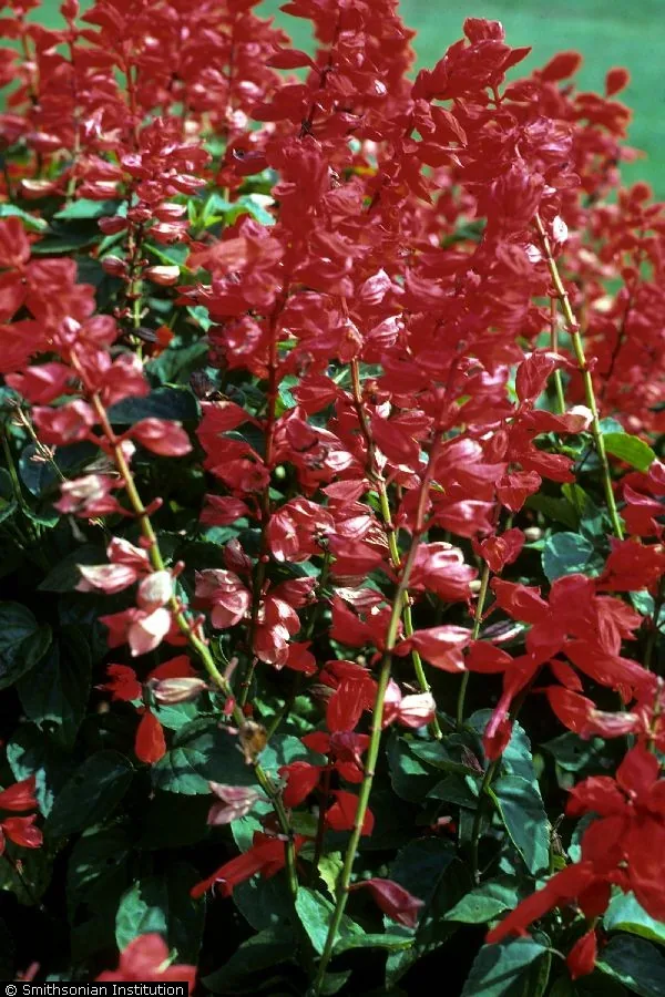 Salvia (Salvia splendens), photograph