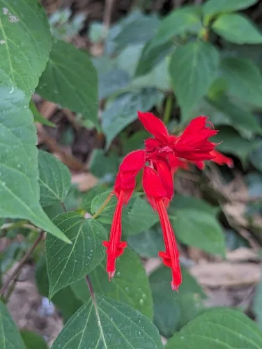 Salvia (Salvia splendens), photograph