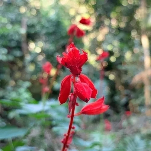 Salvia (Salvia splendens), photograph