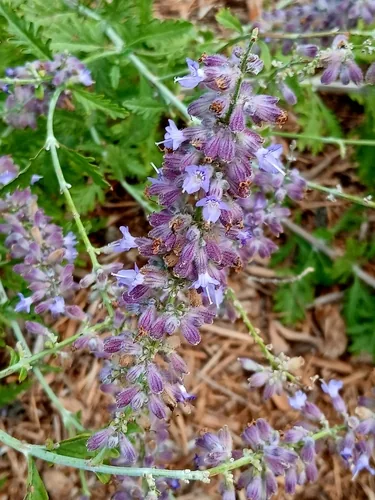 Photo: (c) Eleanor Pate, some rights reserved · CC BY · via iNaturalist Russian sage (Salvia yangii), photograph