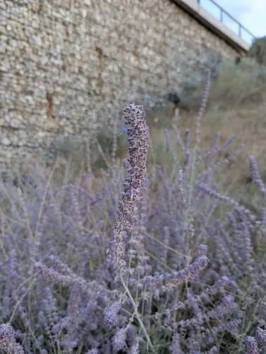 Russian Sage (Salvia yangii), photograph