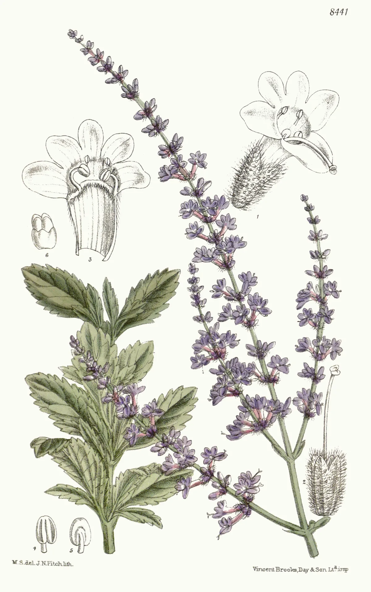 Russian sage (Salvia yangii), botanical illustration