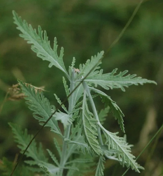 Photo: Doronenko, CC BY 2.5, via Wikimedia Commons · CC BY 2.5 · via Wikimedia Russian Sage (Salvia yangii), photograph