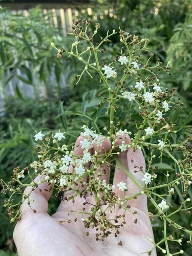 common elderberry (Sambucus canadensis), photograph