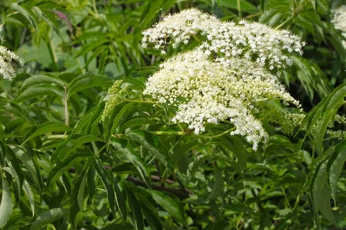 common elderberry (Sambucus canadensis), photograph