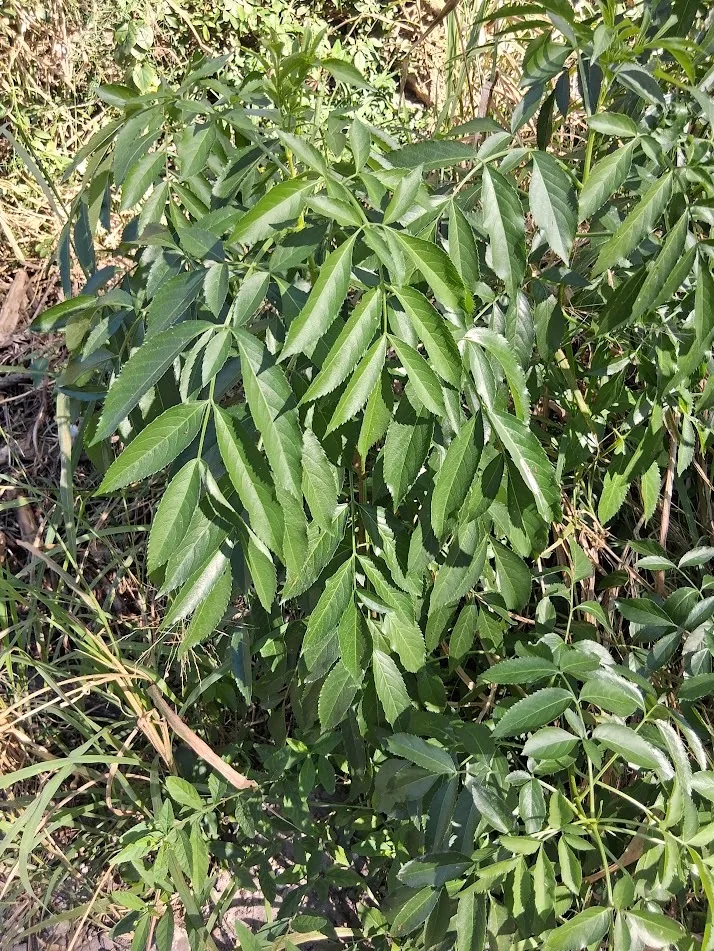 common elderberry (Sambucus canadensis), photograph