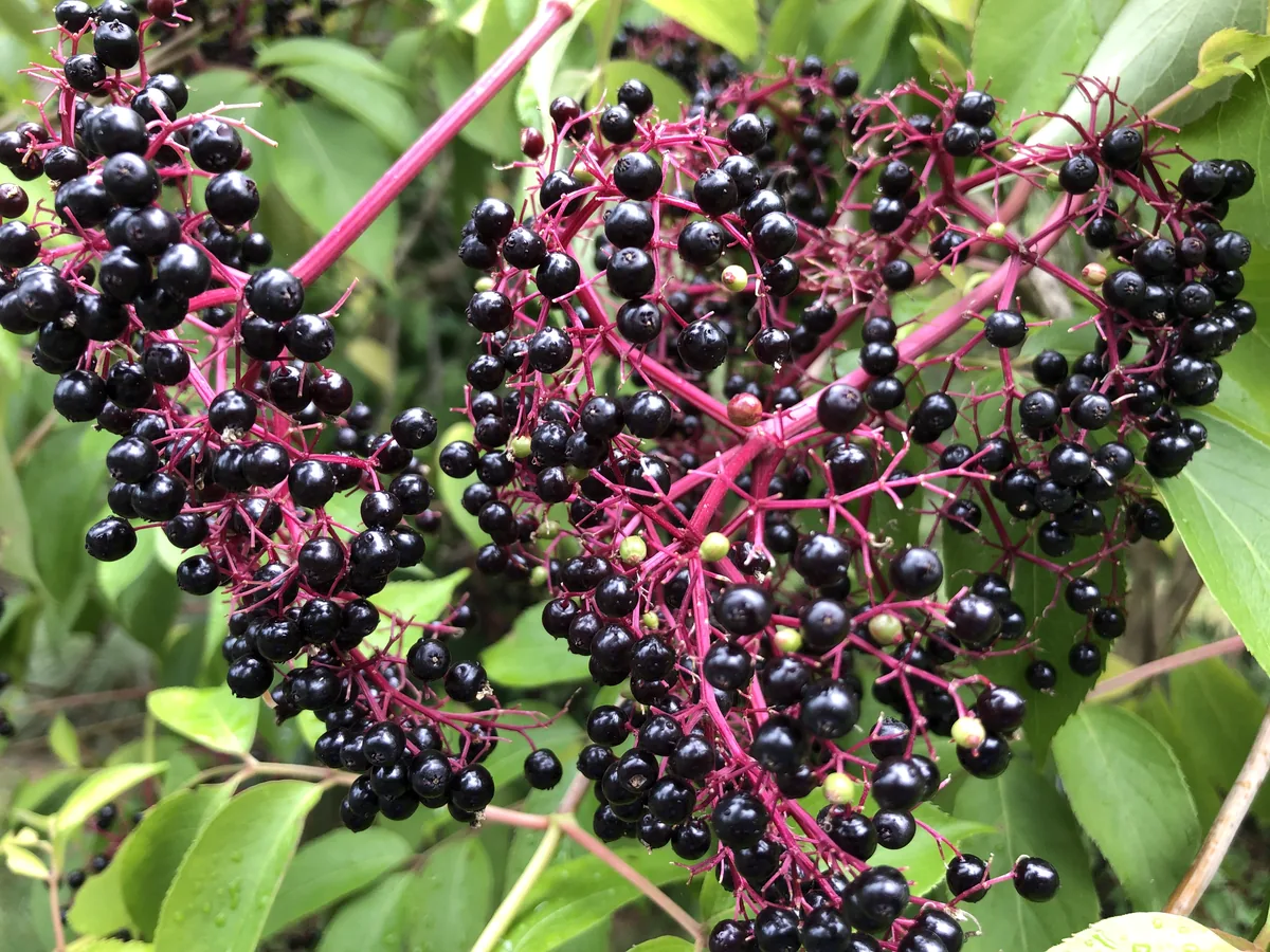 Photo: Famartin · CC BY-SA 4.0 · via Wikimedia Commons common elderberry (Sambucus canadensis), photograph