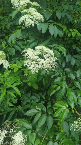 common elderberry (Sambucus canadensis), photograph