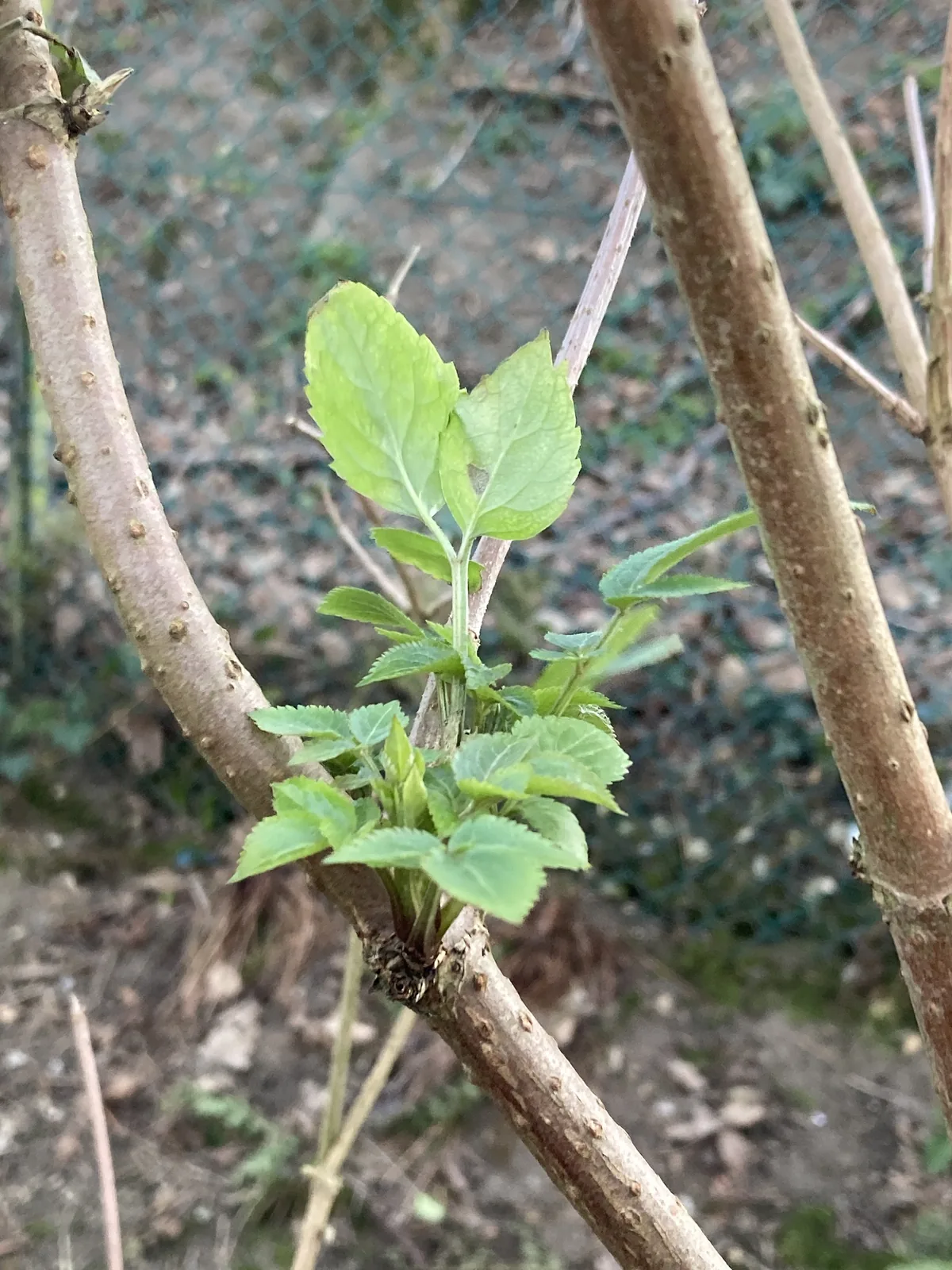 Elderberry (Sambucus nigra), photograph