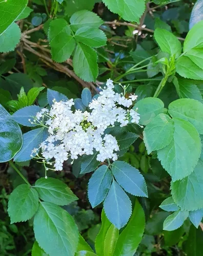 Elderberry (Sambucus nigra), photograph