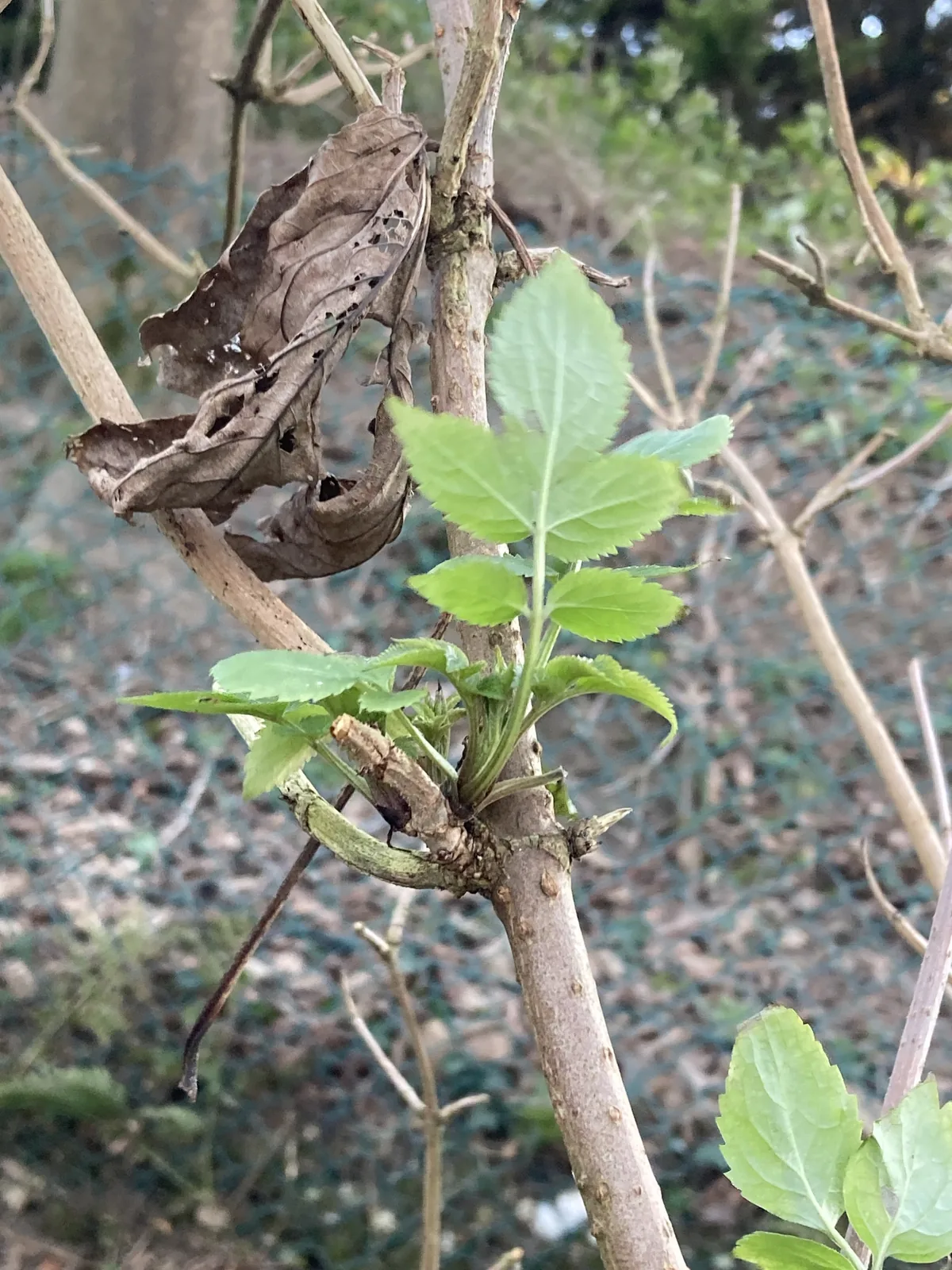 Elderberry (Sambucus nigra), photograph