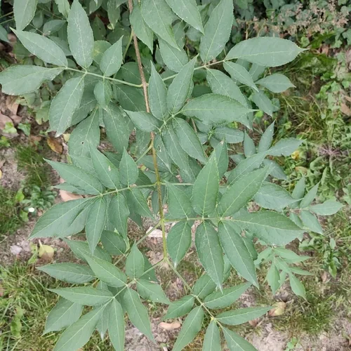 Photo: no rights reserved · cc0 · via iNaturalist Elderberry (Sambucus nigra), photograph