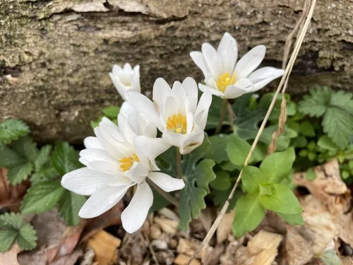 Bloodroot (Sanguinaria canadensis), photograph
