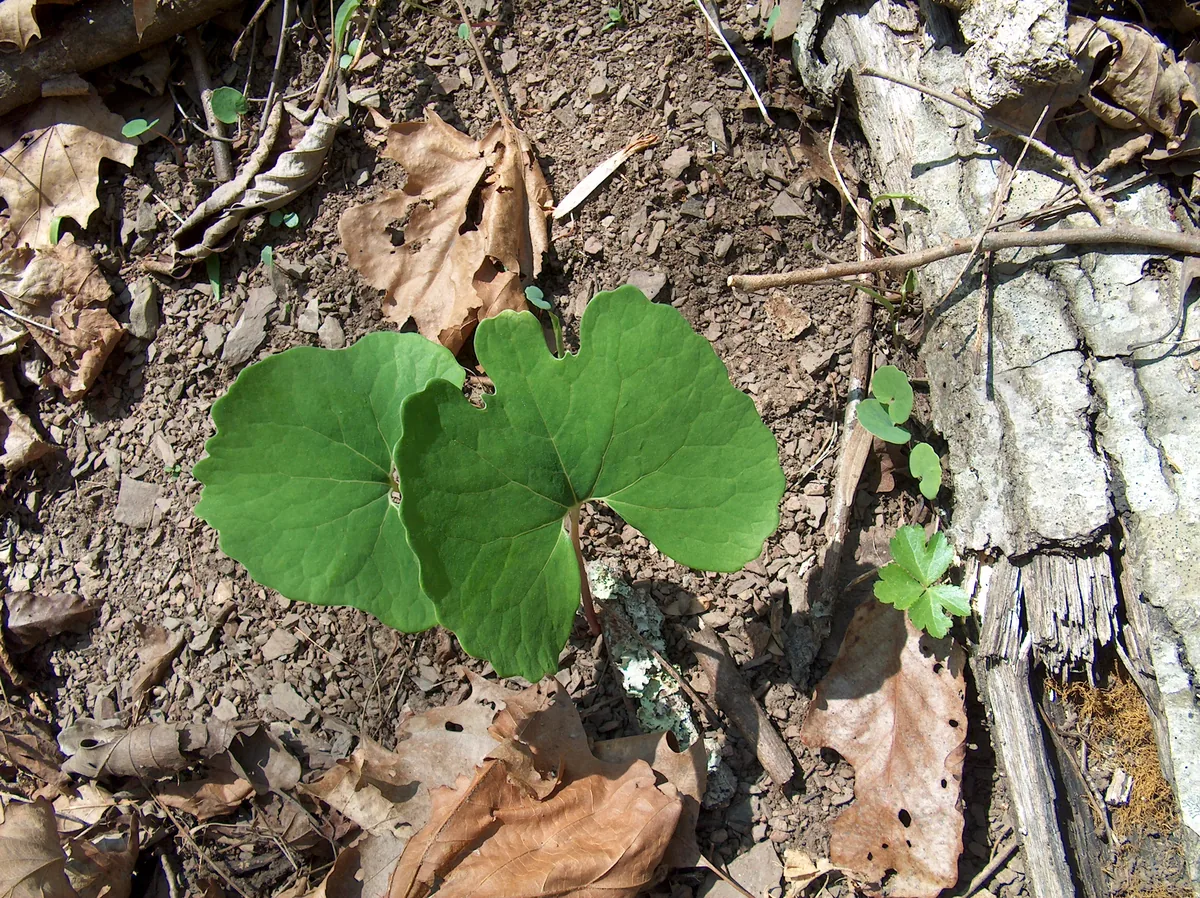 Bloodroot (Sanguinaria canadensis), photograph