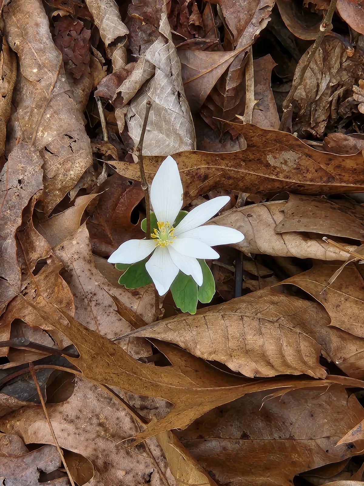 Bloodroot (Sanguinaria canadensis), photograph