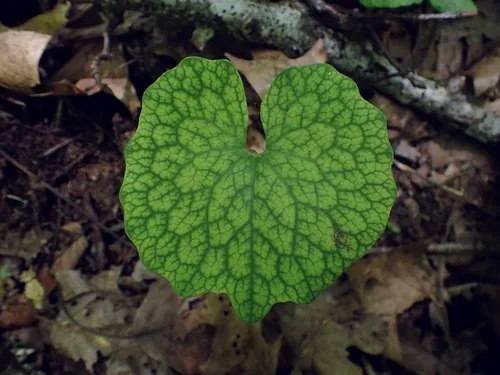 Photo: (c) Evan M. Raskin, some rights reserved (CC BY) · cc-by · via iNaturalist Bloodroot (Sanguinaria canadensis), photograph