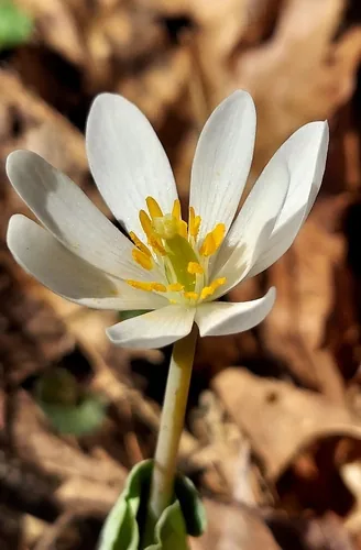 Photo: (c) florawhite, some rights reserved · CC BY · via iNaturalist bloodroot (Sanguinaria canadensis), photograph
