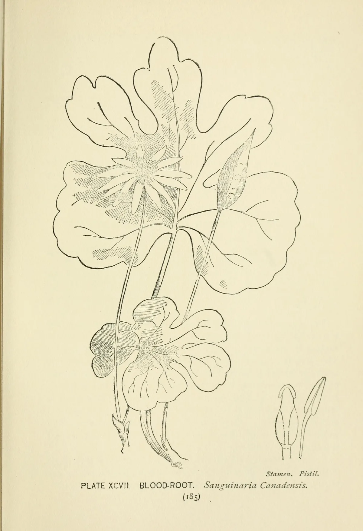 Bloodroot (Sanguinaria canadensis), botanical illustration