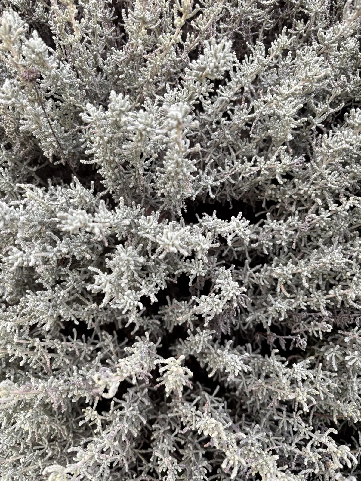 Photo: Riccardo Riva, via iNaturalist · CC BY · via GBIF santolina (Santolina chamaecyparissus), photograph