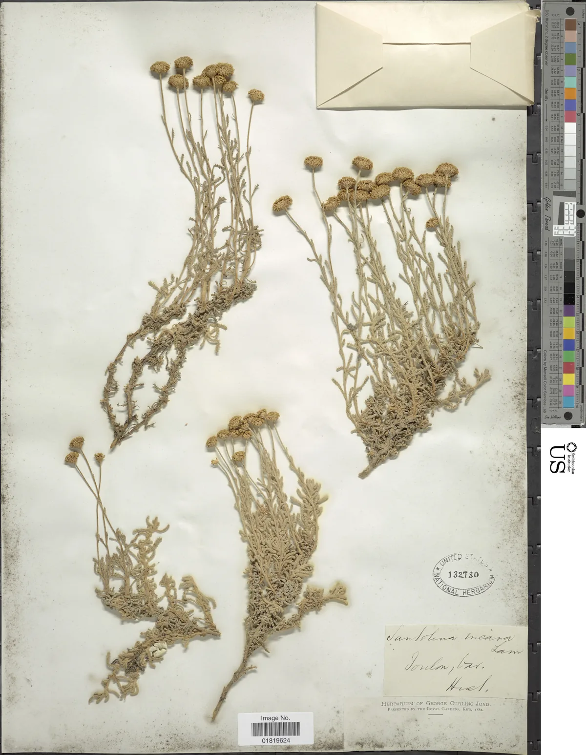 Santolina (Santolina chamaecyparissus), photograph
