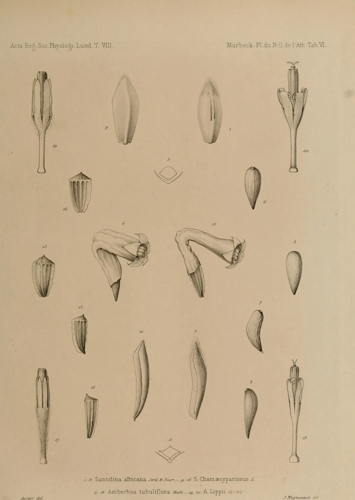 Santolina (Santolina chamaecyparissus), botanical illustration