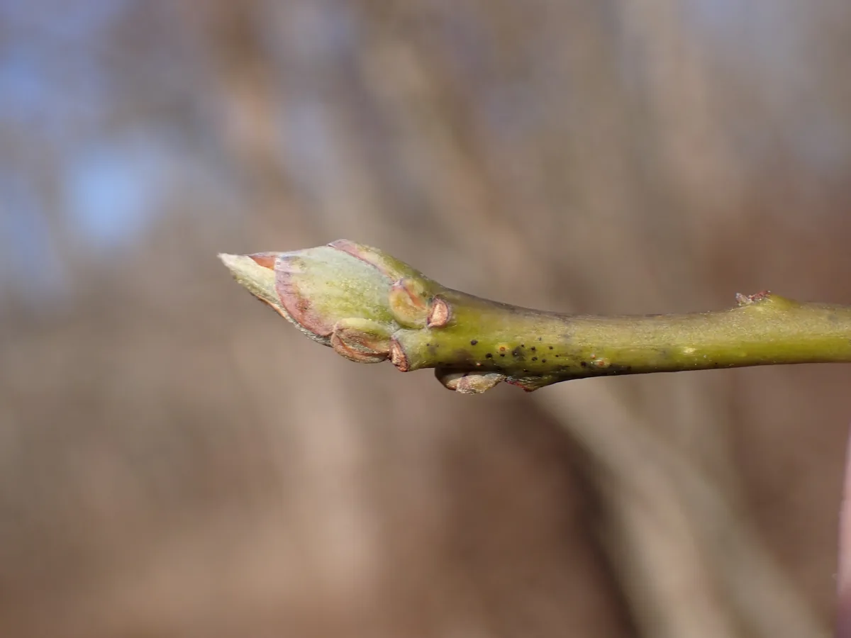 Sassafras (Sassafras albidum), photograph