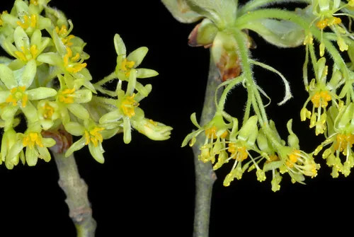 Sassafras (Sassafras albidum), photograph