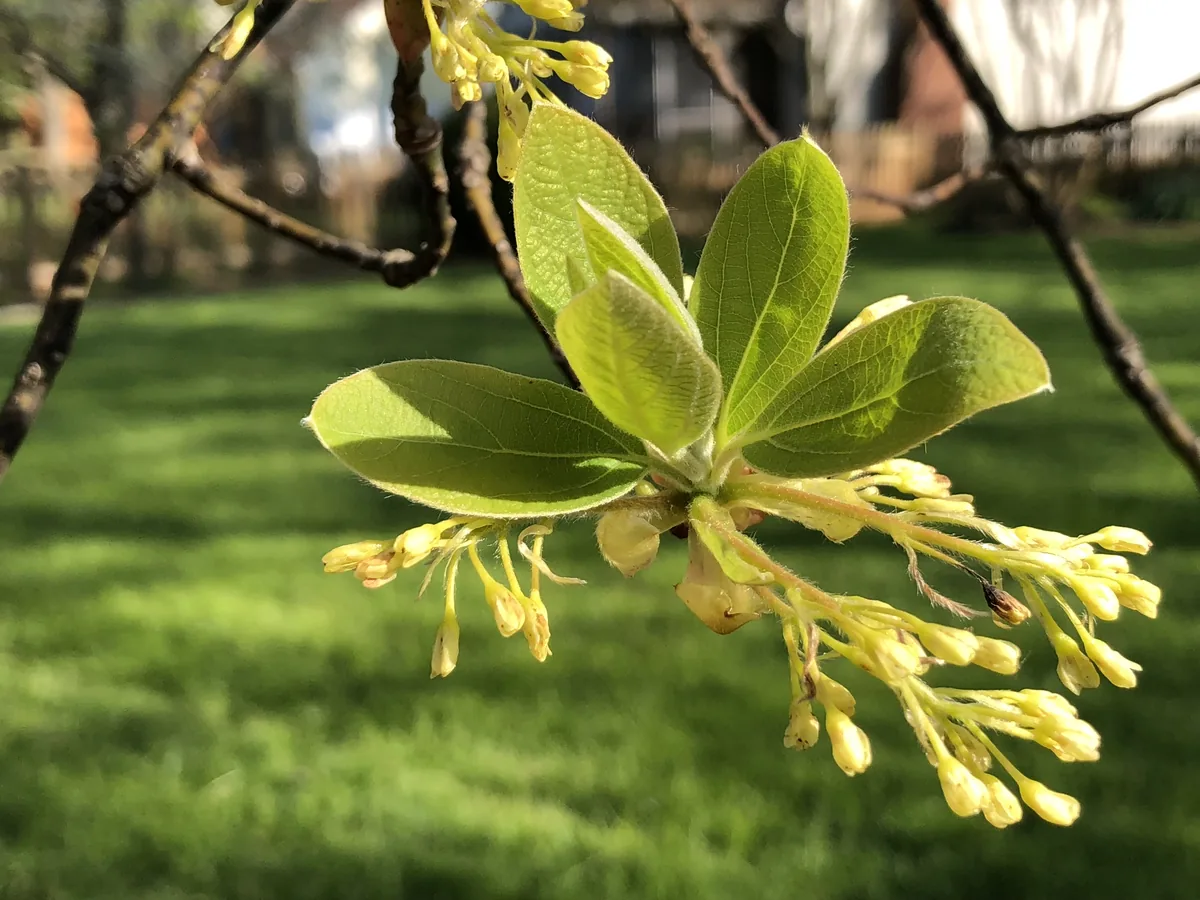 Sassafras (Sassafras albidum), photograph