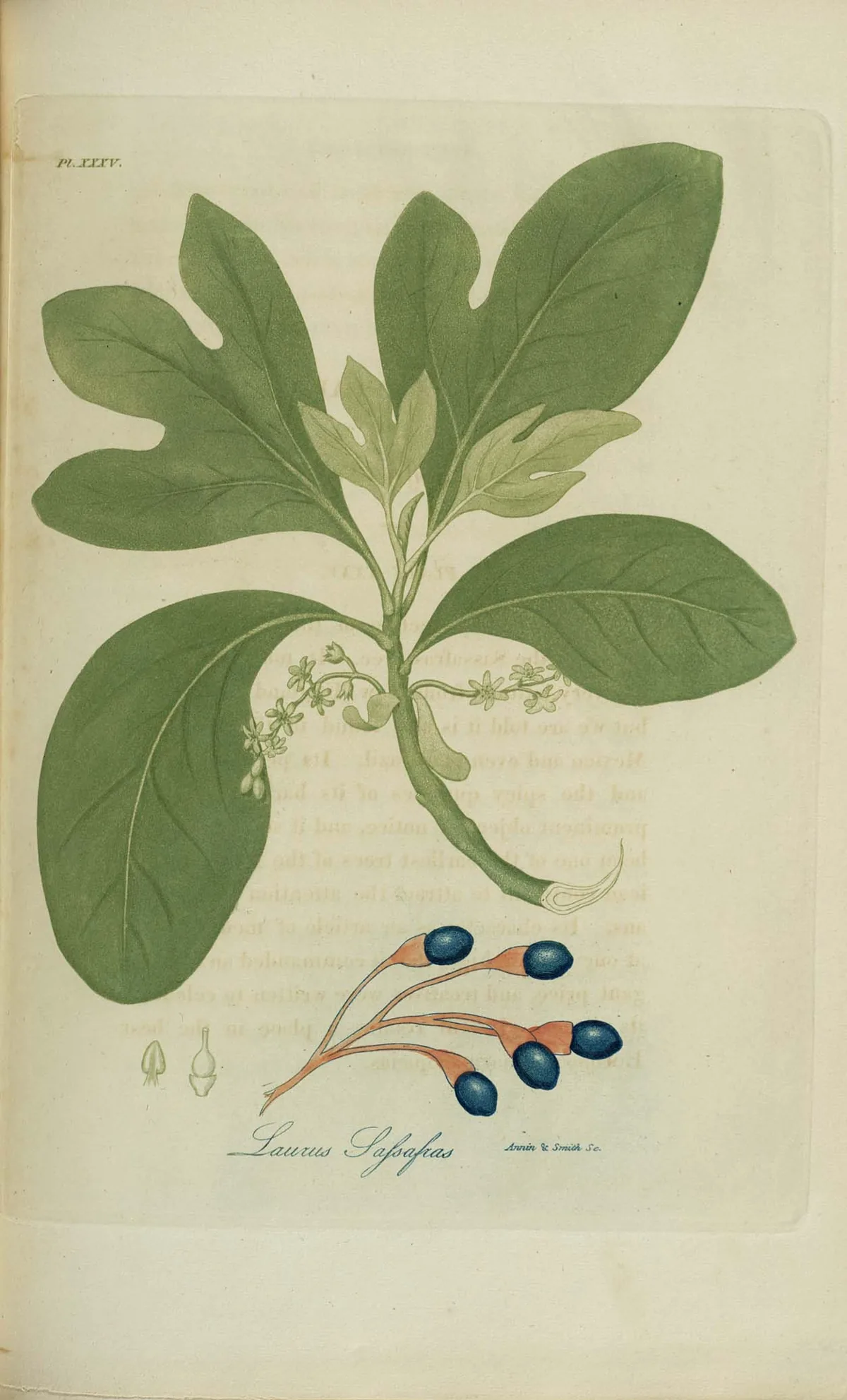 Illustration: Annin & Smith, engravers · Public domain · via Wikimedia Commons sassafras (Sassafras albidum), botanical illustration
